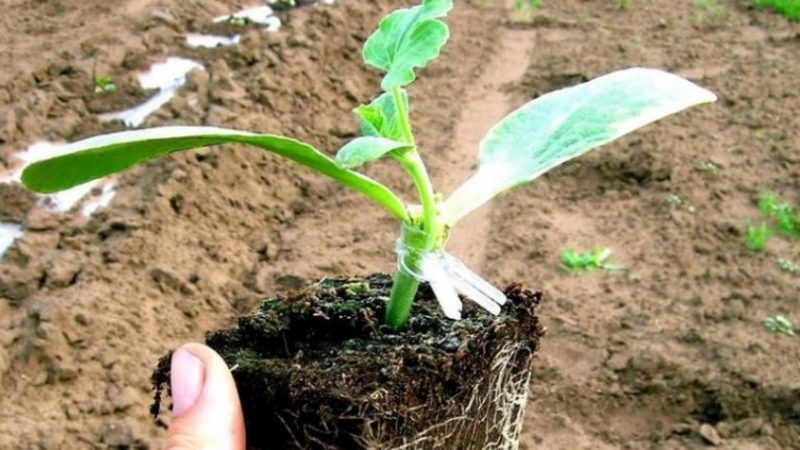 Schemata und Feinheiten des Pfropfens von Wassermelone auf einen Kürbis