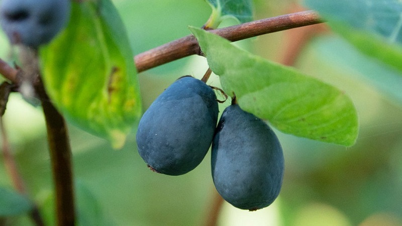 Frühreife Geißblatt-Sorte Slavyanka