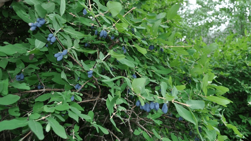 Frühreife Geißblatt-Sorte Slavyanka