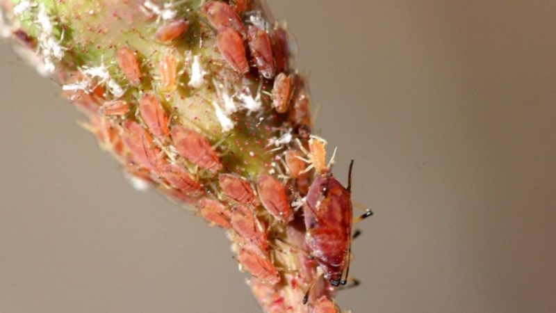 Wie man Büsche schützt und wie man Rosen im Frühjahr vor Krankheiten und Schädlingen behandelt