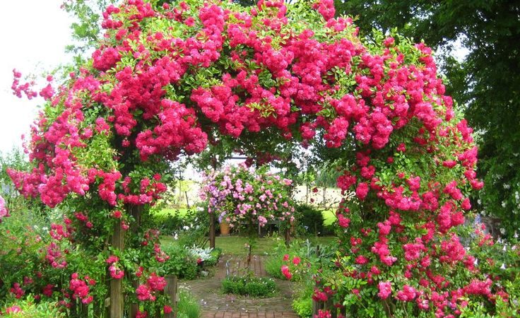 Eine Anleitung zum Schneiden von Rosen im Herbst zu Hause für Anfänger Floristen