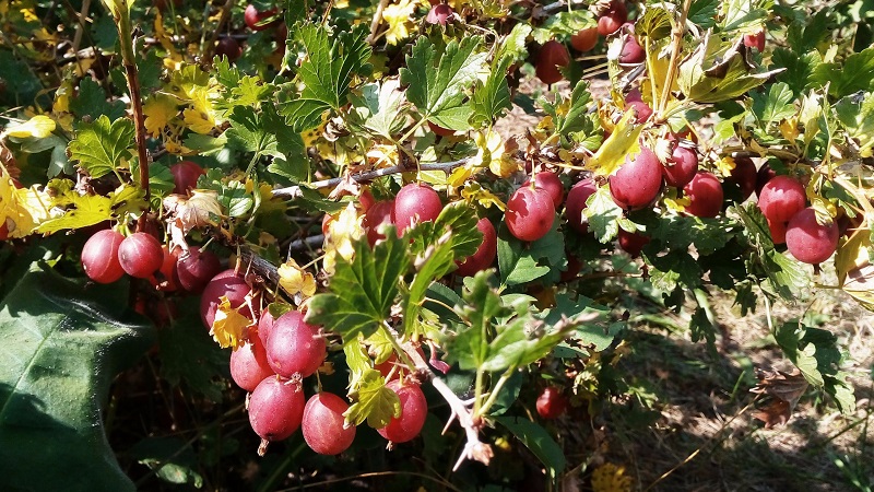 Wie man Stachelbeeren im Frühjahr füttert