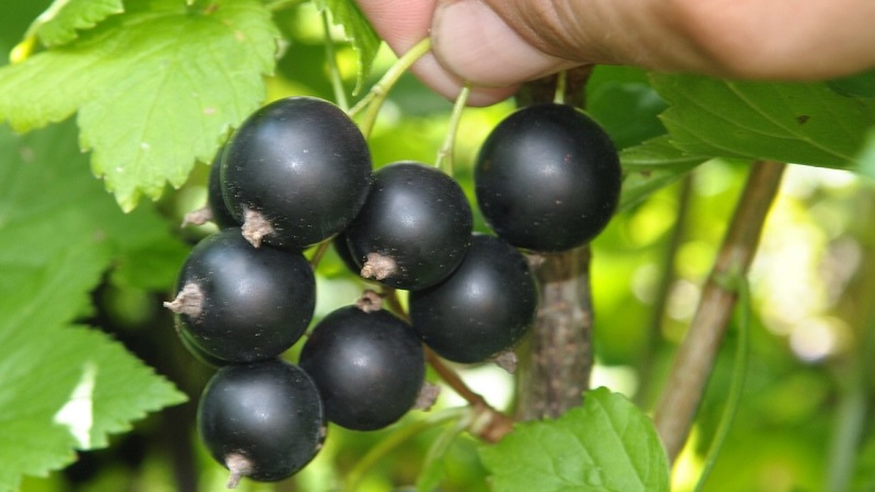 Die süßesten Sorten von großfruchtigen schwarzen Johannisbeeren