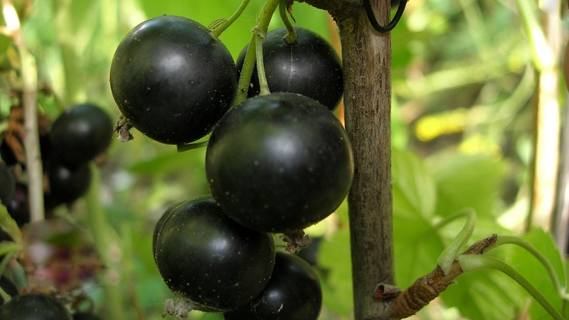 Die süßesten Sorten von großfruchtigen schwarzen Johannisbeeren