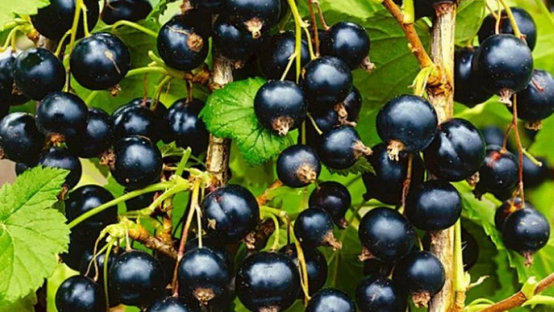 Die süßesten Sorten von großfruchtigen schwarzen Johannisbeeren