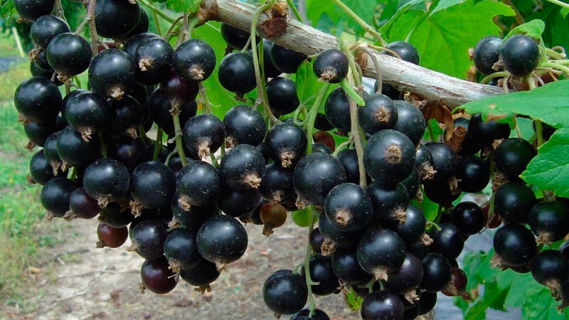 Die süßesten Sorten von großfruchtigen schwarzen Johannisbeeren