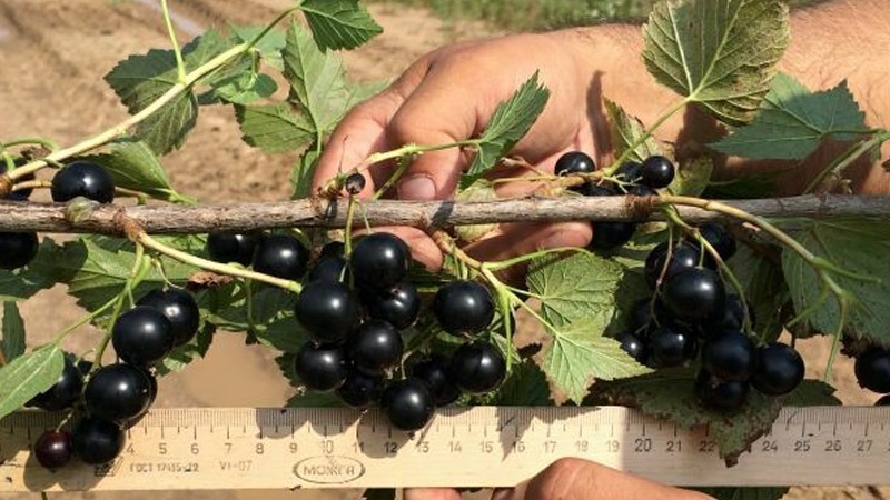 Die süßesten Sorten von großfruchtigen schwarzen Johannisbeeren