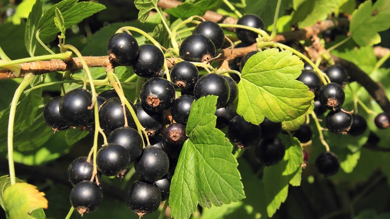 Die süßesten Sorten von großfruchtigen schwarzen Johannisbeeren