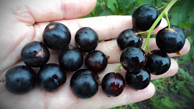 Die süßesten Sorten von großfruchtigen schwarzen Johannisbeeren