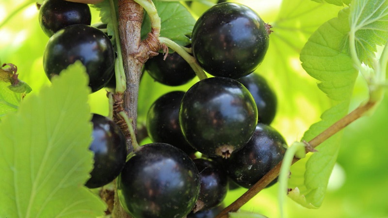 Die süßesten Sorten von großfruchtigen schwarzen Johannisbeeren