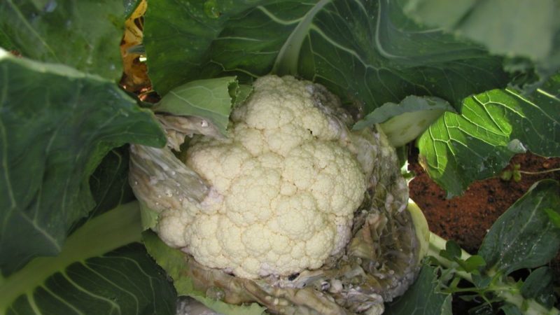 Krankheiten und Schädlinge auf Blumenkohl und Methoden, mit ihnen umzugehen