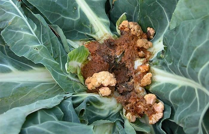 Krankheiten und Schädlinge auf Blumenkohl und Methoden, mit ihnen umzugehen