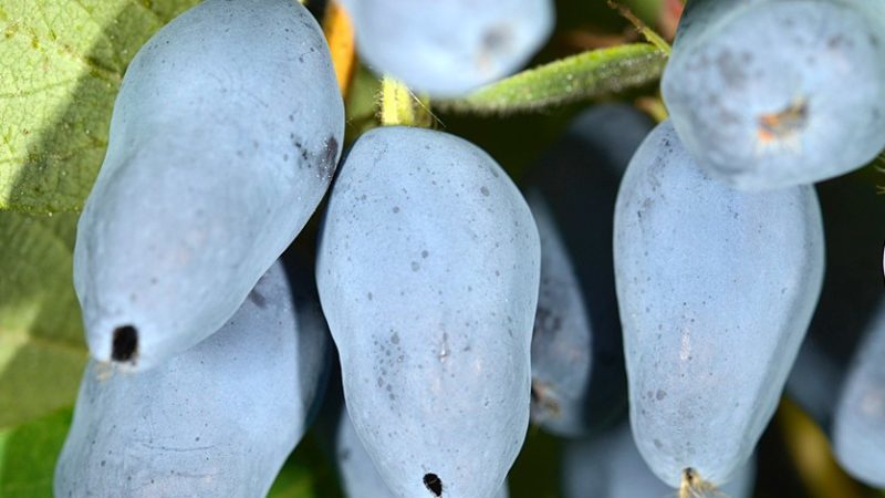 Die besten Sorten von essbarem Geißblatt