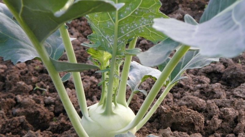 Kohlrabi-Kohl pflanzen, anbauen und pflegen