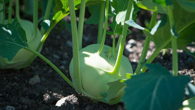 Kohlrabi-Kohl pflanzen, anbauen und pflegen