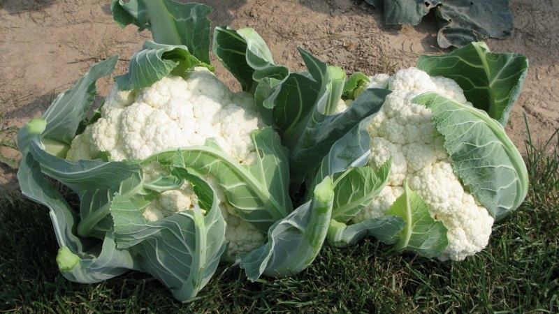 Blumenkohl im Freien anbauen und pflegen