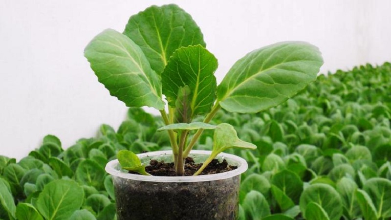 Blumenkohl im Freien anbauen und pflegen