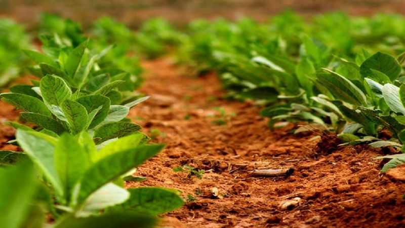 Technologie für den Tabakanbau auf freiem Feld, im Gewächshaus und zu Hause