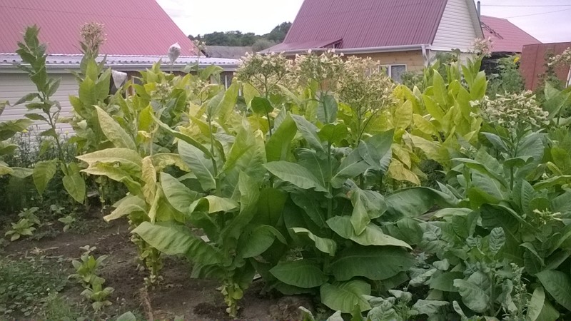 Technologie für den Tabakanbau auf freiem Feld, im Gewächshaus und zu Hause