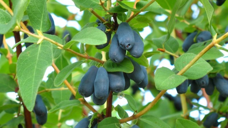 Wie man Geißblatt richtig aus Beeren züchtet: Schritt für Schritt Anleitung