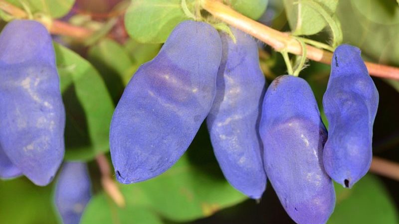 Eine frühe süße Sorte von Silginka Geißblatt