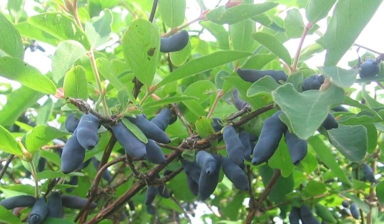 Eine frühe süße Sorte von Silginka Geißblatt