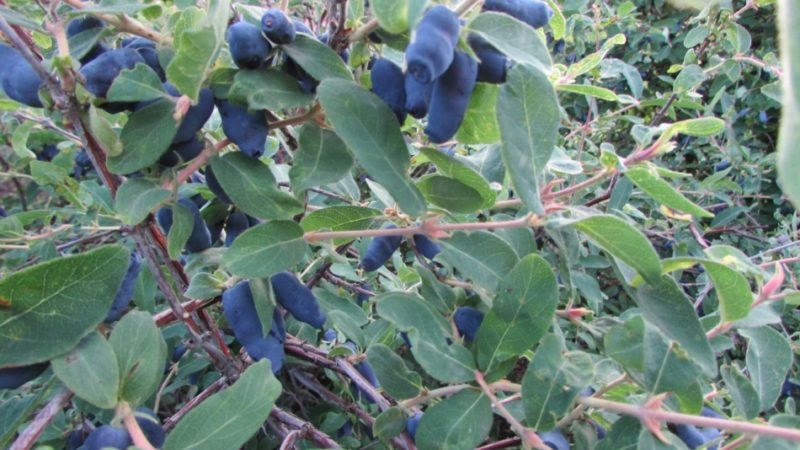 Eine frühe süße Sorte von Silginka Geißblatt