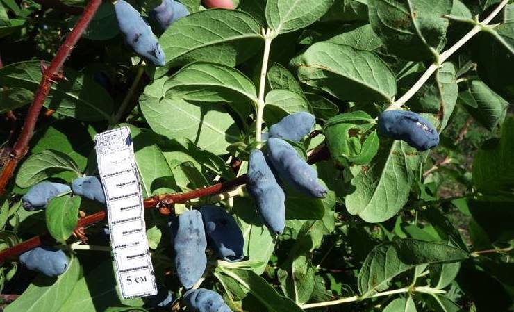 Eine frühe süße Sorte von Silginka Geißblatt