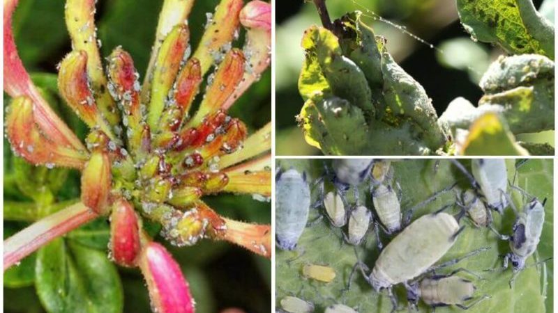 Wie man Geißblatt richtig aus Beeren züchtet: Schritt für Schritt Anleitung