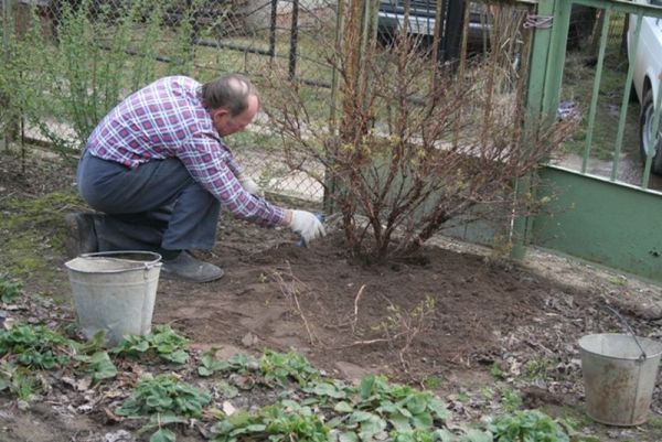 Regeln für die Pflege von Stachelbeeren nach der Ernte im Juli und August