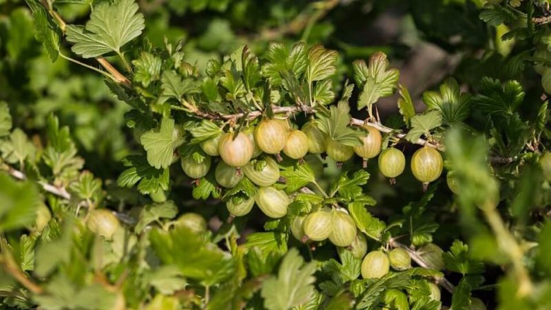 Wie man Stachelbeeren im Frühjahr für eine gute Ernte beschneidet