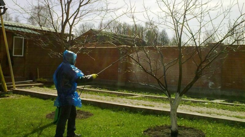 Wie, wann und wie man Apfelbäume im Frühjahr gegen Schädlinge und Krankheiten besprüht