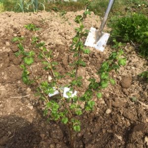 Wachsende Stachelbeeren auf einem Stamm