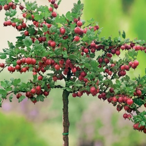 Wachsende Stachelbeeren auf einem Stamm