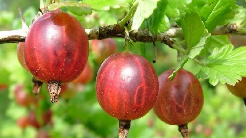 Wachsende Stachelbeeren auf einem Stamm