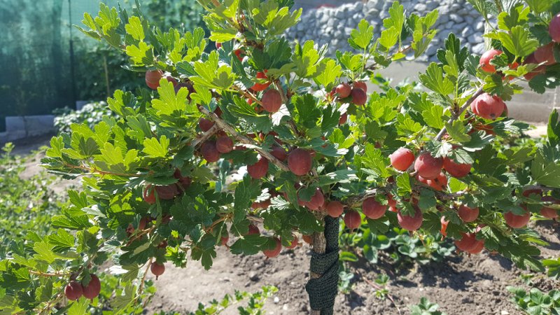 Wachsende Stachelbeeren auf einem Stamm