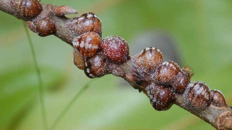 Frühjahrsverarbeitung von Geißblatt von Schädlingen und Krankheiten