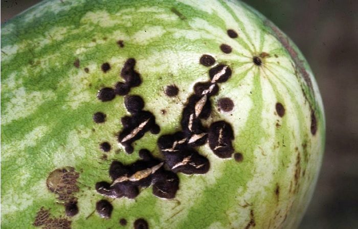 Schritt-für-Schritt-Anleitung zum Anbau von Wassermelonen für Anfänger