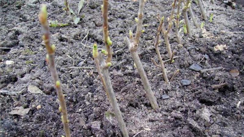 Wie man Johannisbeeren im Frühjahr durch Stecklinge vermehrt, damit sie Wurzeln schlagen