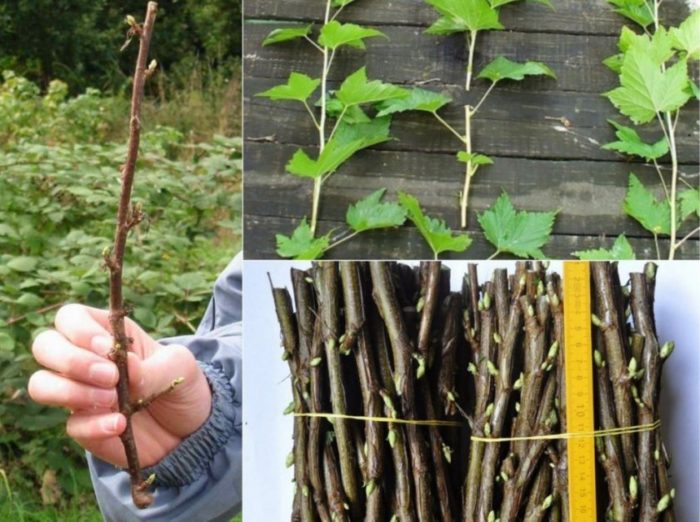 Wie man Johannisbeeren im Frühjahr durch Stecklinge vermehrt, damit sie Wurzeln schlagen