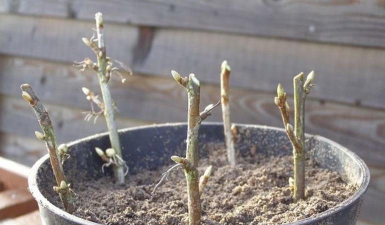 Wie man Johannisbeeren im Frühjahr durch Stecklinge vermehrt, damit sie Wurzeln schlagen