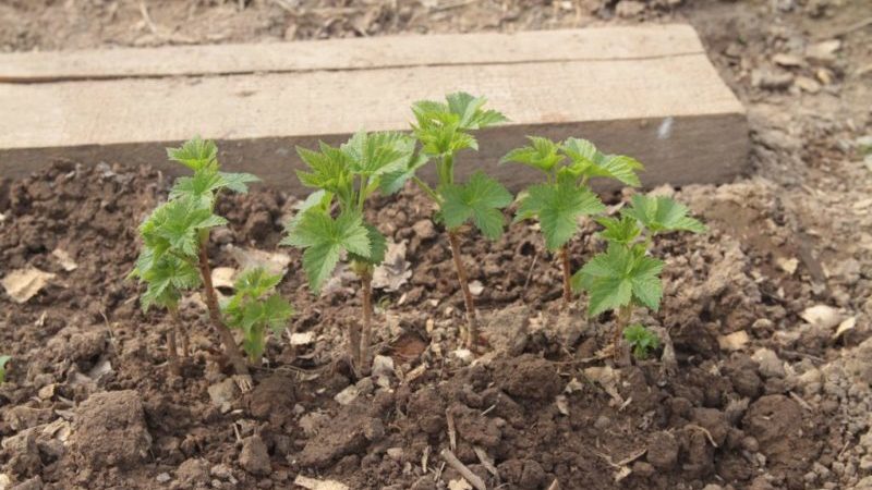 Warum Johannisbeeren blasse Blätter haben, was zu tun ist und wie man es repariert