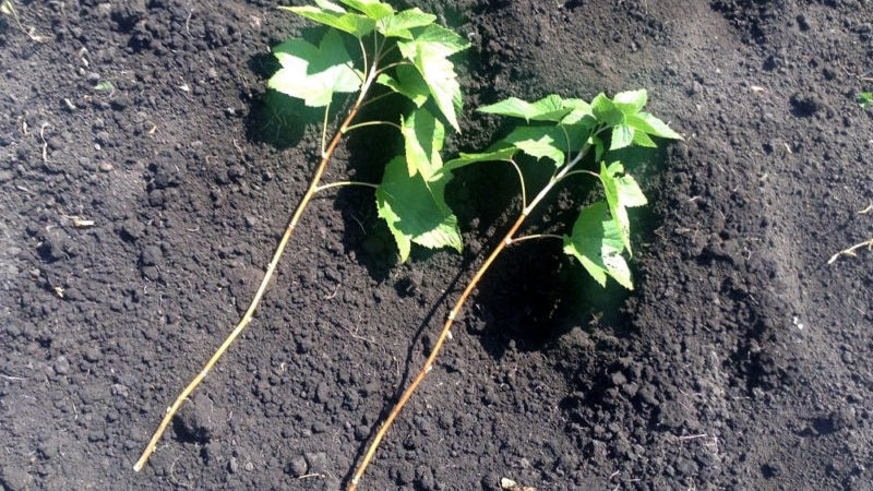 Wie man Johannisbeeren im Frühjahr durch Stecklinge vermehrt, damit sie Wurzeln schlagen