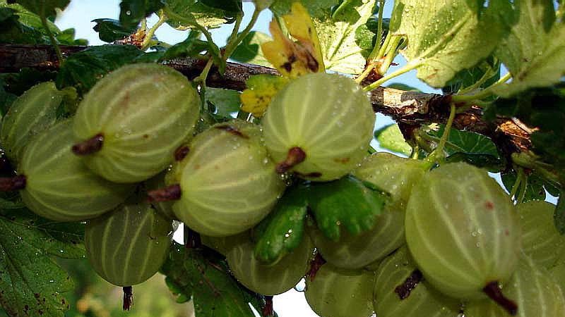 Sorten und Merkmale des Anbaus von Stachelbeeren ohne Dornen