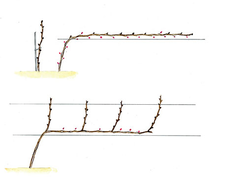 Wann und wie man Trauben im Frühjahr für Anfänger Schritt für Schritt richtig beschneidet: Anweisungen und Diagramme