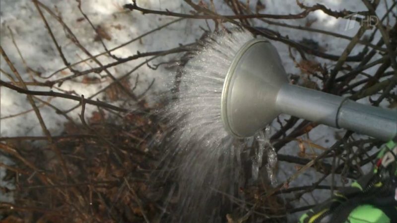 Life Hack für Gärtner: Wie man im Frühling richtig kochendes Wasser über Johannisbeeren gießt und was es gibt