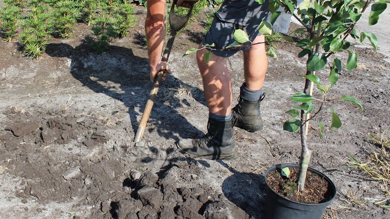 Anleitung für Gärtneranfänger: Wie man im Frühjahr einen Apfelbaum pflanzt