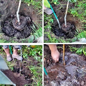 Anleitung für Gärtneranfänger: Wie man im Frühjahr einen Apfelbaum pflanzt