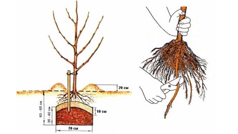 Anleitung für Gärtneranfänger: Wie man im Frühjahr einen Apfelbaum pflanzt