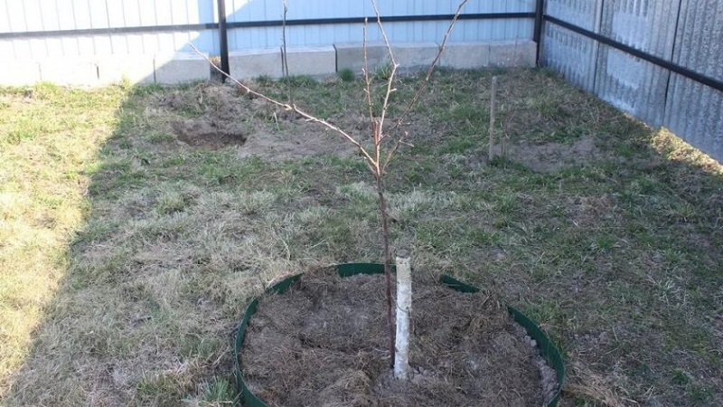 Anleitung für Gärtneranfänger: Wie man im Frühjahr einen Apfelbaum pflanzt